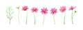 Isolated vector illustration of pink cosmos flowers. Hand painted watercolor background Royalty Free Stock Photo