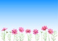 Isolated vector illustration of pink cosmos flowers. Hand painted watercolor background Royalty Free Stock Photo