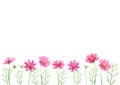 Isolated vector illustration of pink cosmos flowers. Hand painted watercolor background Royalty Free Stock Photo