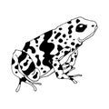 Isolated vector illustration of a tropical poison dart frog. Dendrobatidae . Ranitomeya amazonica. Flat cartoon style