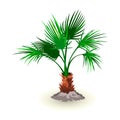 Isolated vector image shows dwarf palmetto tree leaves