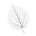 Isolated vector monochrome birch leaf. Royalty Free Stock Photo