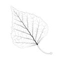 Isolated vector monochrome birch leaf Royalty Free Stock Photo