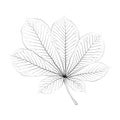 Isolated vector monochrome chestnut leaf