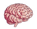 Vector Pink Human Brain, Cartoon Style, Half Turn View