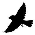 Isolated vector silhouette of a lark flying in the sky