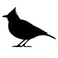 Isolated vector silhouette of a lark