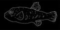 Isolated vector white outline of a pufferfish on a black background. hand-drawn side view, with extended fins in sketch style