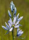 Wild Blue Camas Lilies