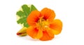 Isolated vibrant orange nasturtium flower with a leaf and bud on white background Royalty Free Stock Photo