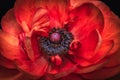 Isolated vibrant red buttercup blossom heart macro,fine art still life color close-up of the inner center,detailed texture