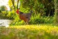 Isolated view of an adult bantam Hen.