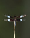 Male widow skimmer dragonfly Libellula luctuosa Royalty Free Stock Photo