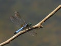 Isolated blue dasher dragonfly Pachydiplax longipennis Royalty Free Stock Photo