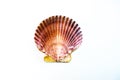 Isolated view of a pilgrim scallop on a white background Royalty Free Stock Photo