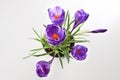Isolated view of purple crocus flowers looking down Royalty Free Stock Photo