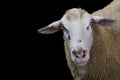 Isolated view of a sheep`s head. Royalty Free Stock Photo