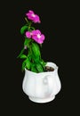 Vinca Pink Periwinkle flower in vase isolated