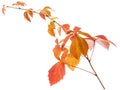 Isolated vine leaf. Autumn yellow and red leaves on branch of wild grape on white background Royalty Free Stock Photo