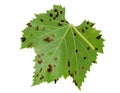 Isolated vine leaf showing galls, effect of Grape erineum mite. Vineyard problem. Underside like rust. Colomerus vitis.