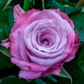 Isolated violet pink rose blossom and leaf macro