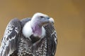 Isolated vulture, buzzard