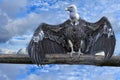 Isolated vulture, buzzard looking at you