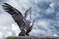 Isolated vulture, buzzard looking at you