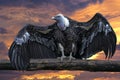 Isolated vulture, buzzard looking at you