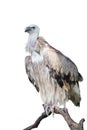 Isolated vulture perch on trunk