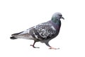 Isolated walking pigeon