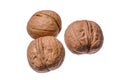 Isolated walnuts on white background