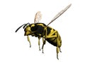 Isolated wasp Royalty Free Stock Photo