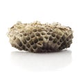 Isolated Wasp Nest On White. Royalty Free Stock Photo