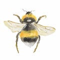 Isolated watercolor bee.