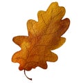 Isolated watercolor brown autumn leaf on white background