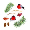 Isolated watercolor bullfinch, fir branch, rowan, pine cone Royalty Free Stock Photo