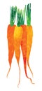 Isolated Watercolor carrots illustration