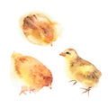 Isolated watercolor chickens illustration set. Royalty Free Stock Photo