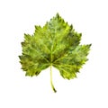 Isolated watercolor grape leaf.