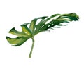 Isolated watercolor green Monstera Deliciosa plant leaf decoration