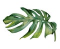 Isolated watercolor green Monstera Deliciosa plant leaf decoration