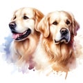 Isolated watercolor illustration of cute Golden Retriever dog on wite background.