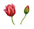 Pink tulip, bud and flower. Watercolor illustration on a white background for March 8.