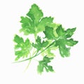 Isolated watercolor parsley.