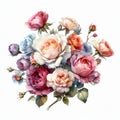 isolated watercolor springtime rose bouquet