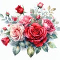 isolated watercolor springtime rose bouquet