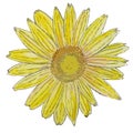 Isolated watercolor sunflower Royalty Free Stock Photo