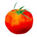 Isolated Watercolor Tomato Illustration