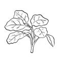 Isolated Watercress-Vector Hand drawn Illustration